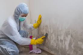 Professional Mold Removal in Galesville, MD